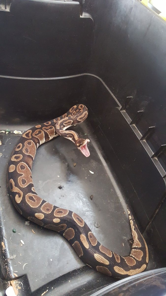 Королевские питоны милые