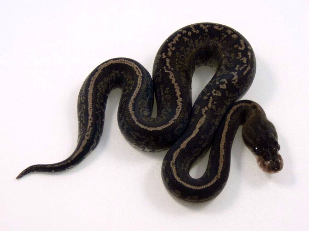 Чёрный Пифон