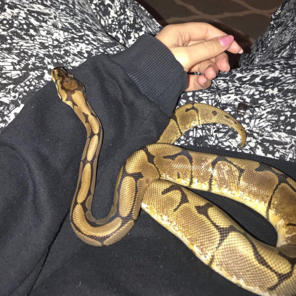 Королевский питон взрослый