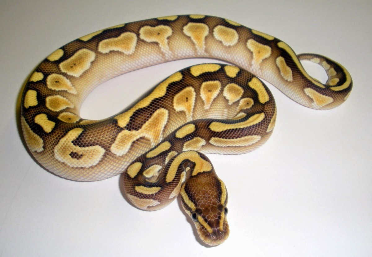 1//2 В питоне