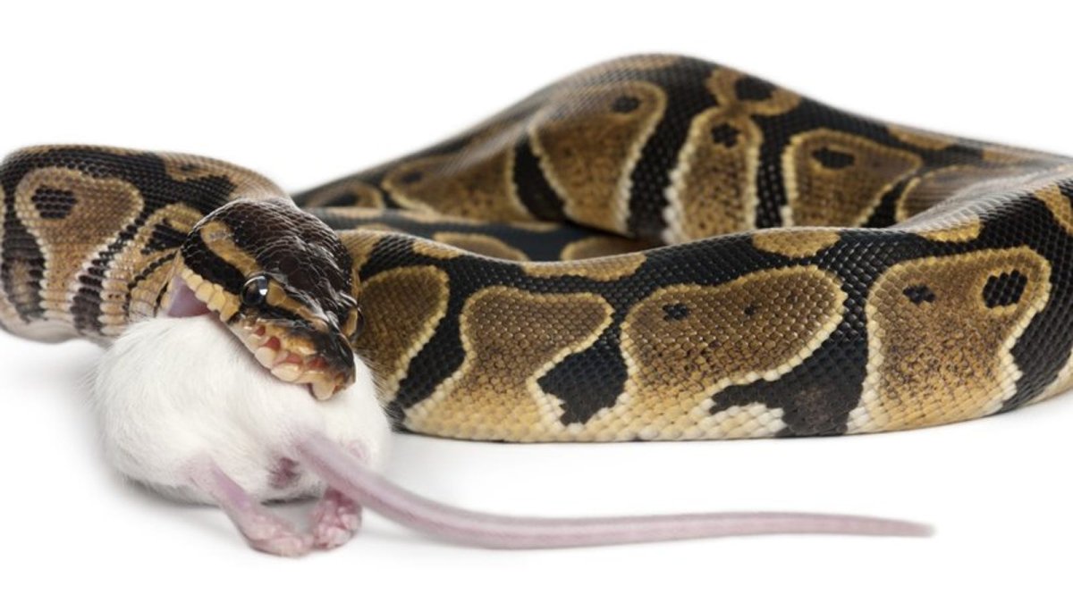 Укус королевского питона Региус