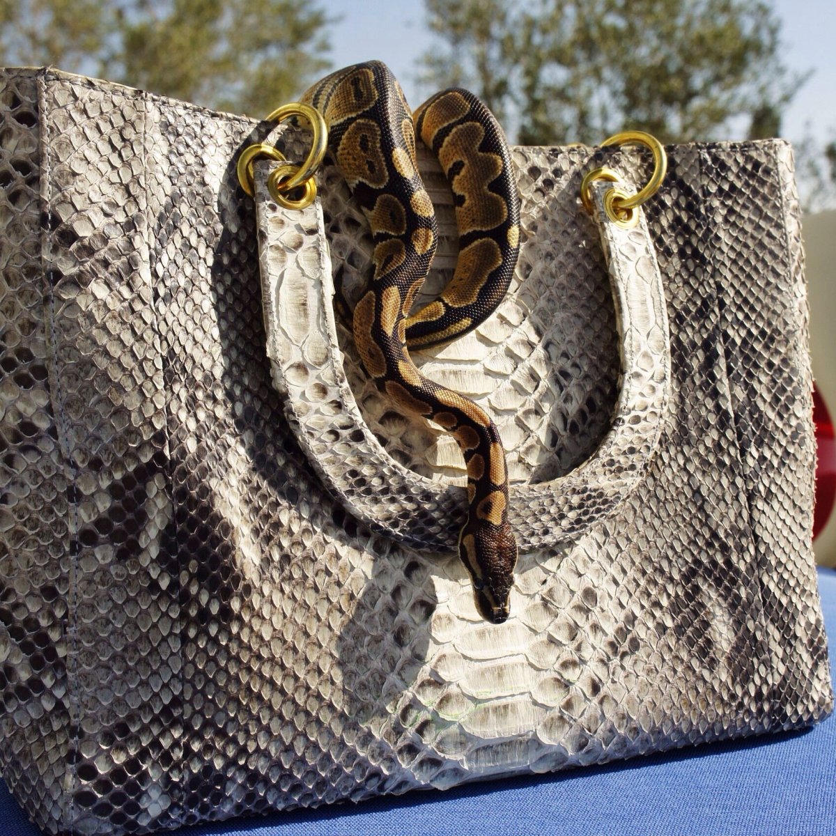 Сумка из змеи