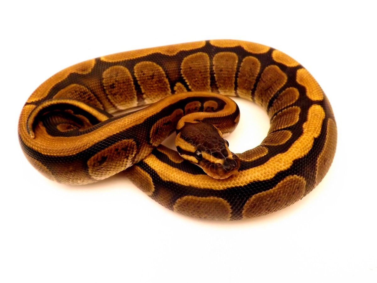 Королевский питон Голд