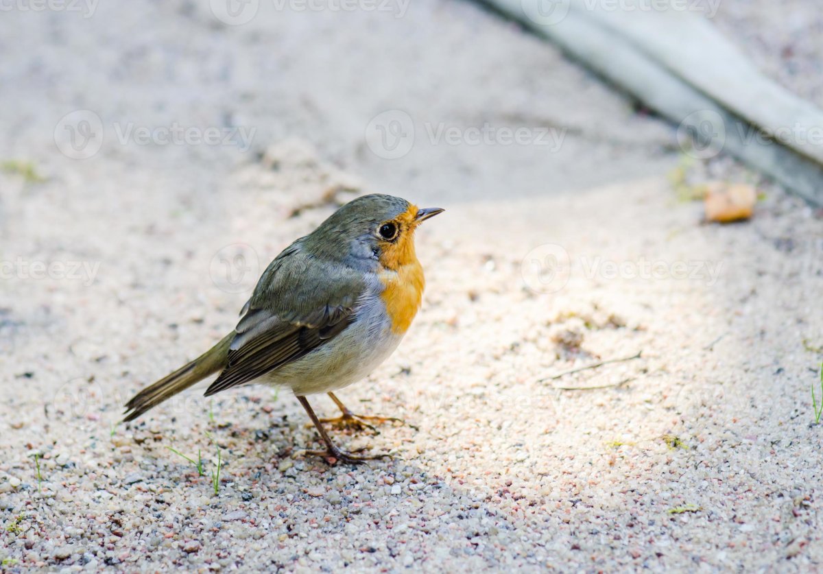 Маленькие серые птички с желтыми грудками