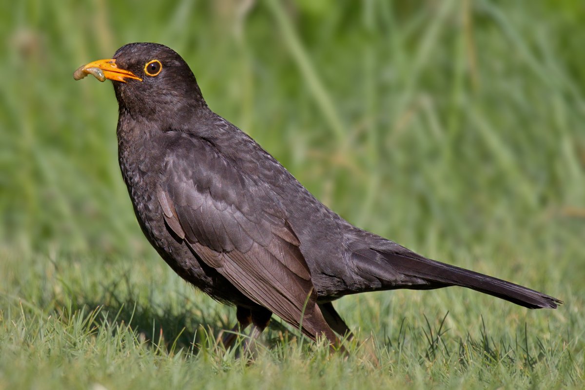 Turdus nigrescens