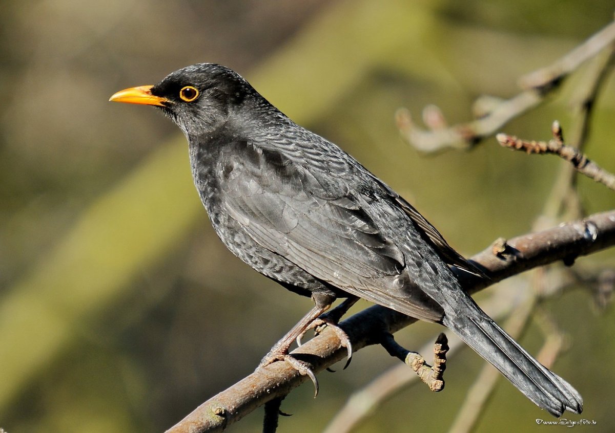 Дрозд с желтым клювом