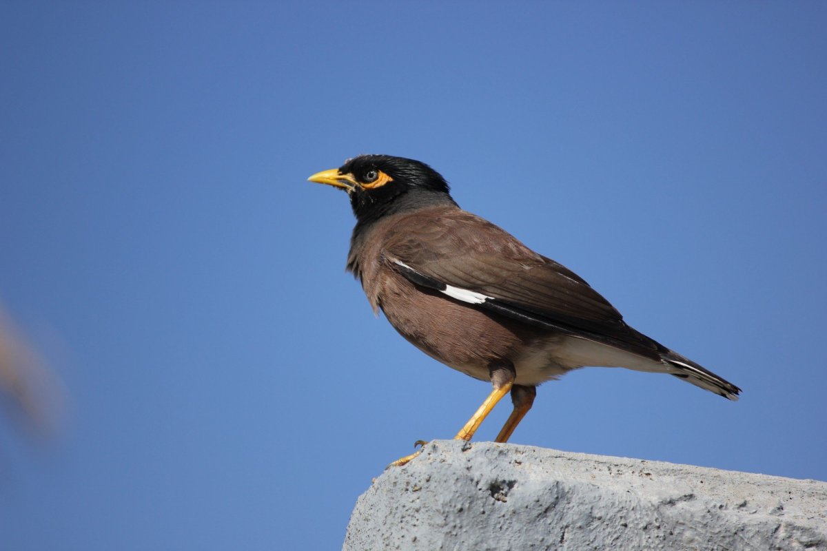 Афганский скворец майна