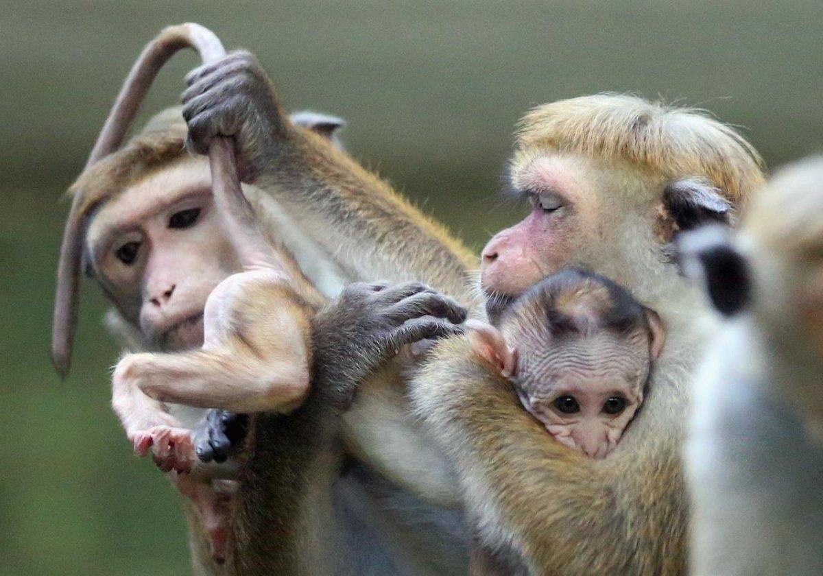 Смешная семья обезьян
