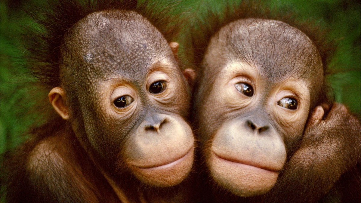 Две обезьяны