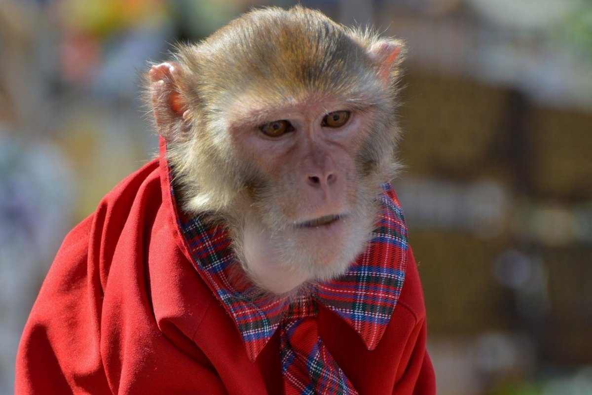 Красная мартышка