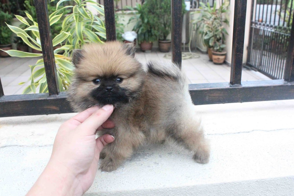 Шпиц с черной мордочкой