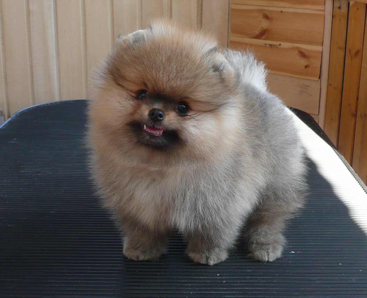 Шпиц с плоской мордой