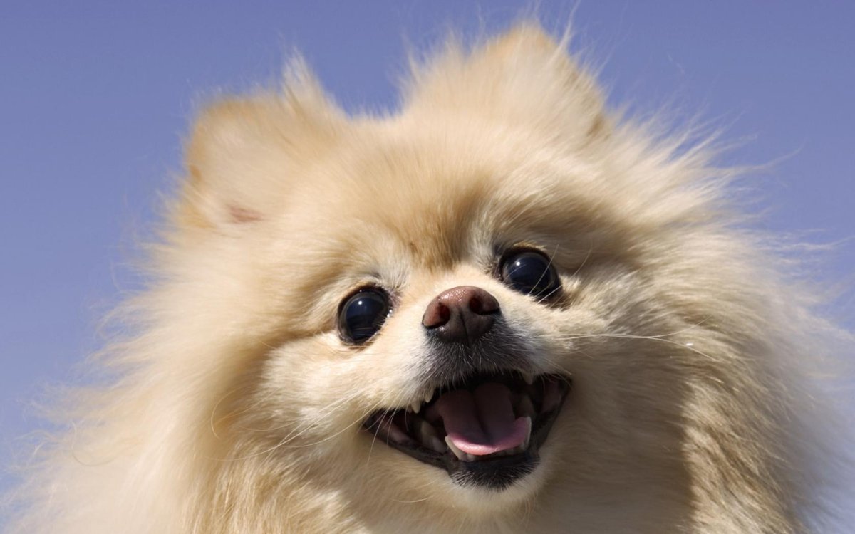 Померанский шпиц