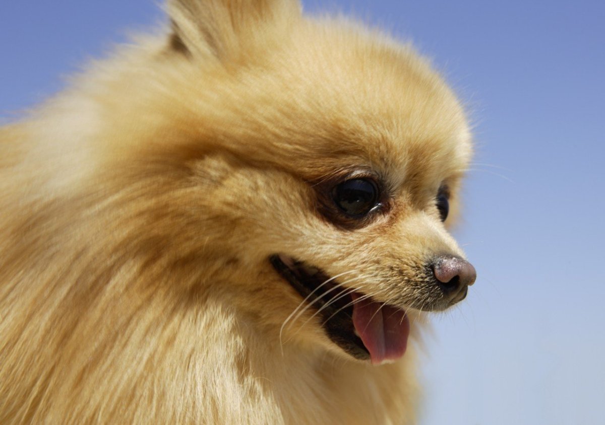 Шпиц с вытянутой мордочкой