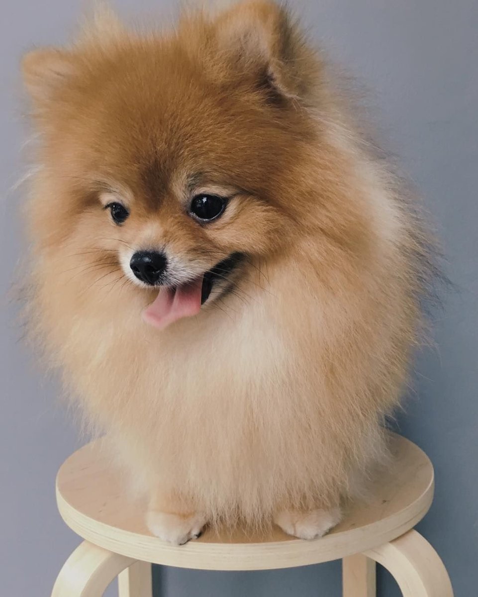 Шпиц флаффи