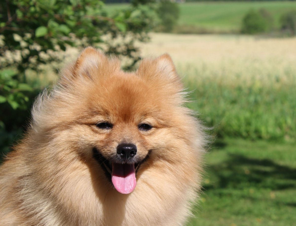 Немецкий шпиц Кляйншпиц