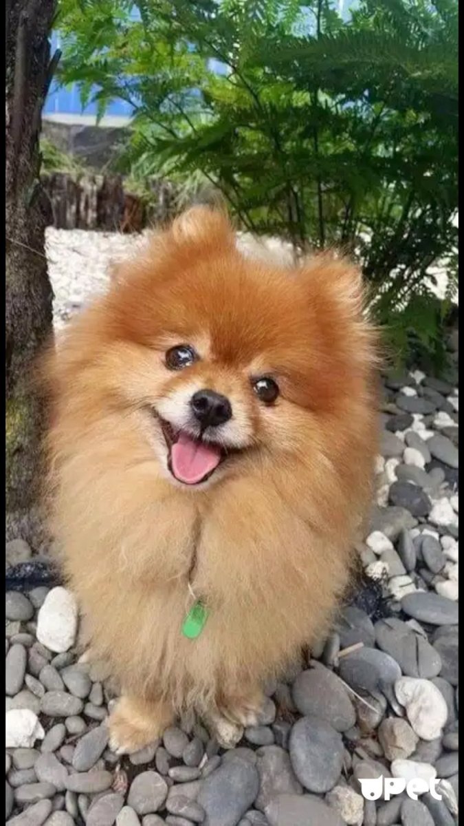 Пекинский шпиц