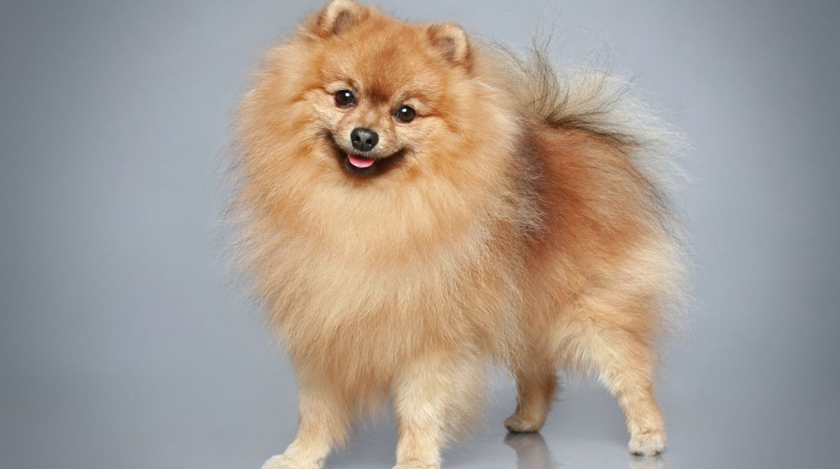 Померанский шпиц