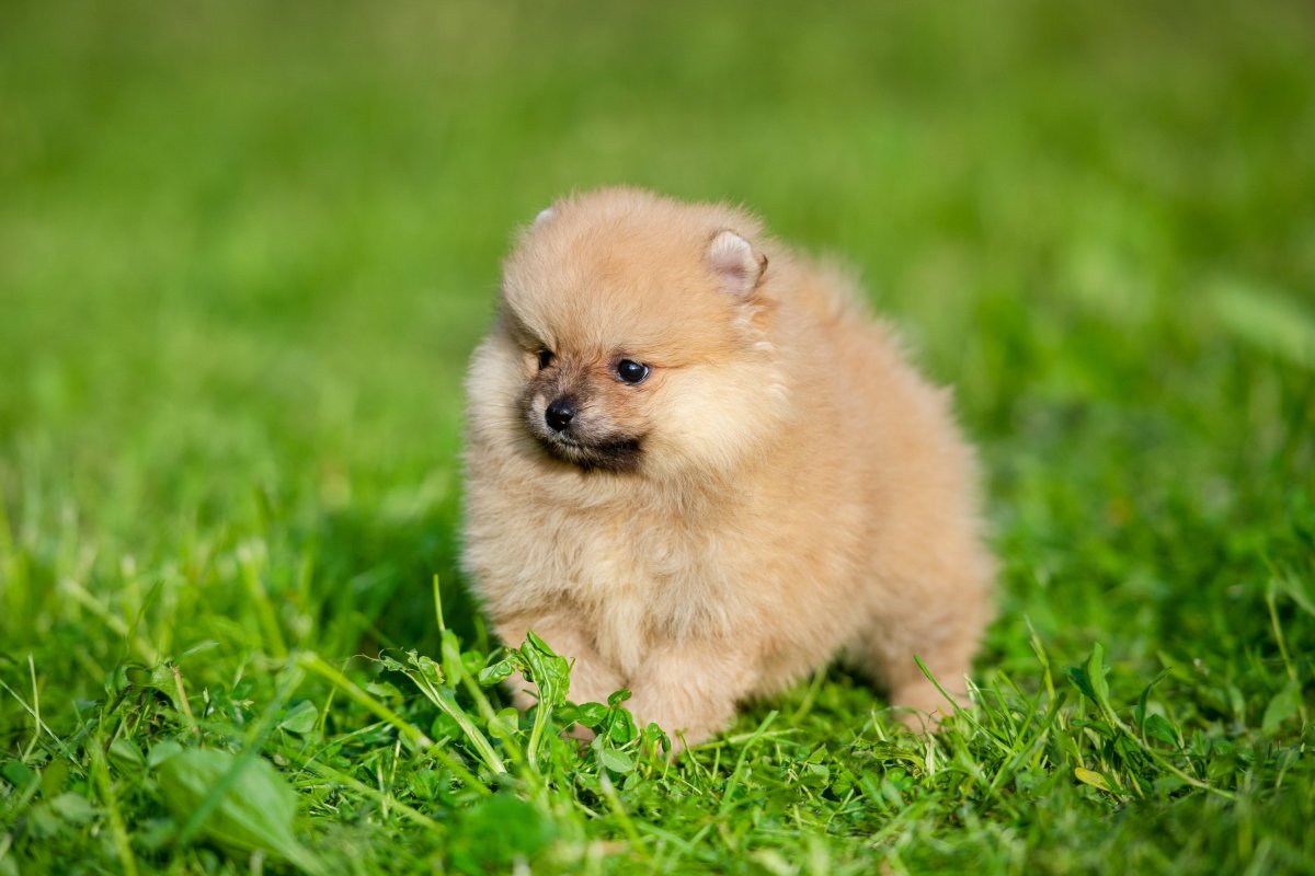 Померанский шпиц девочка