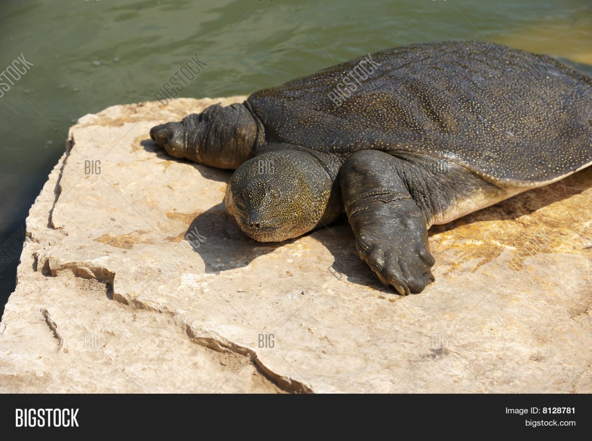 Нильская черепаха