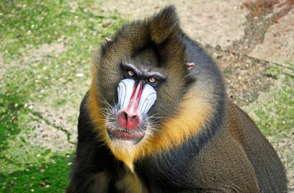 Обезьяна Мандрил самка