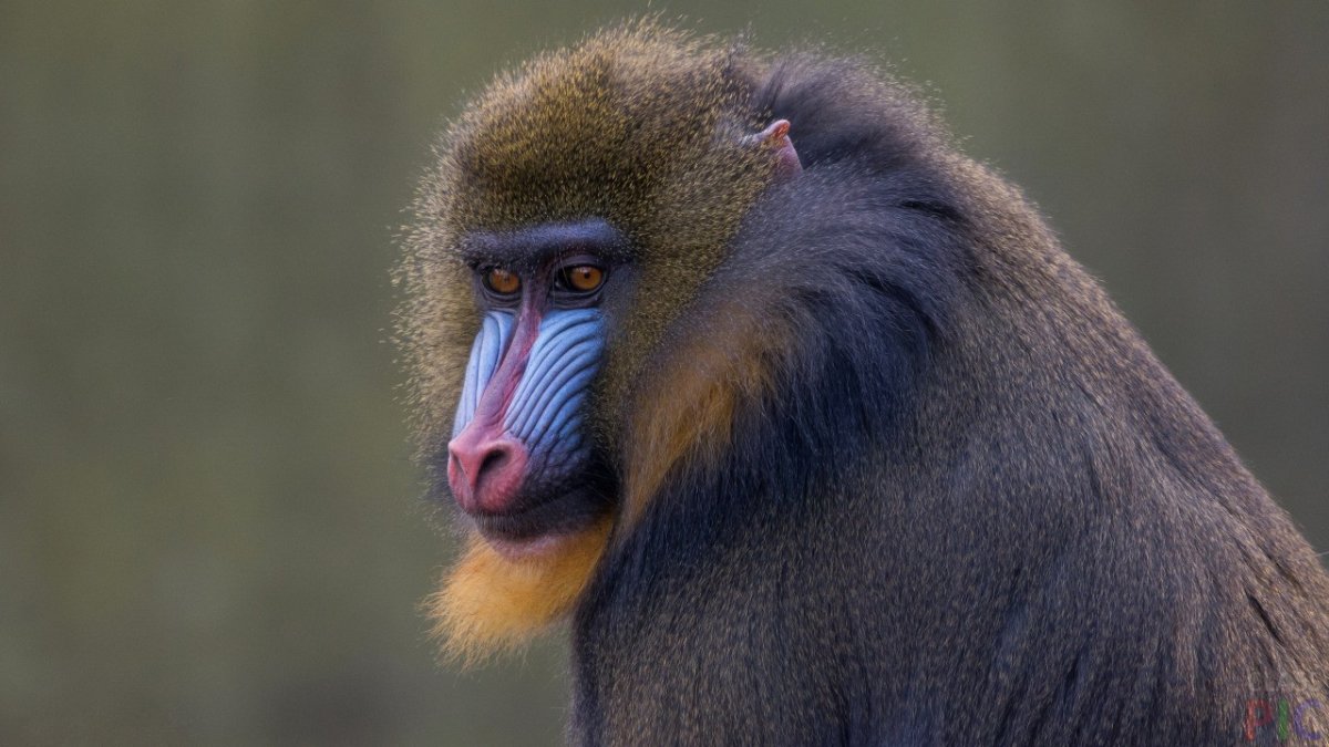 Мандрил обезьяна