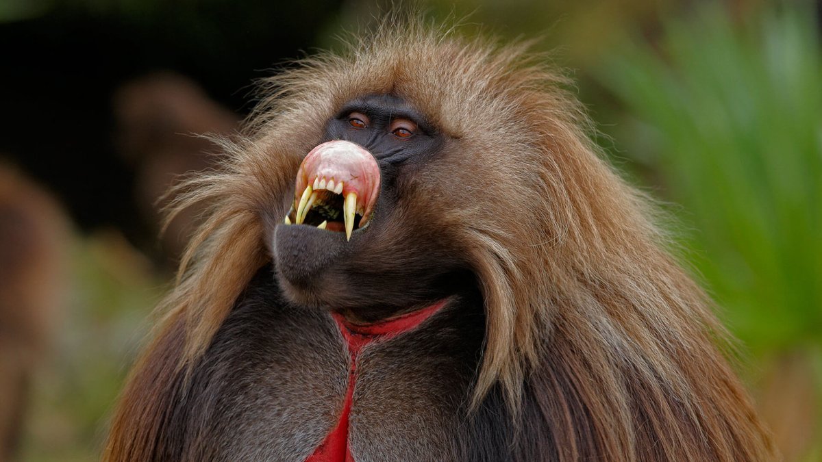 Бабуин Гелада