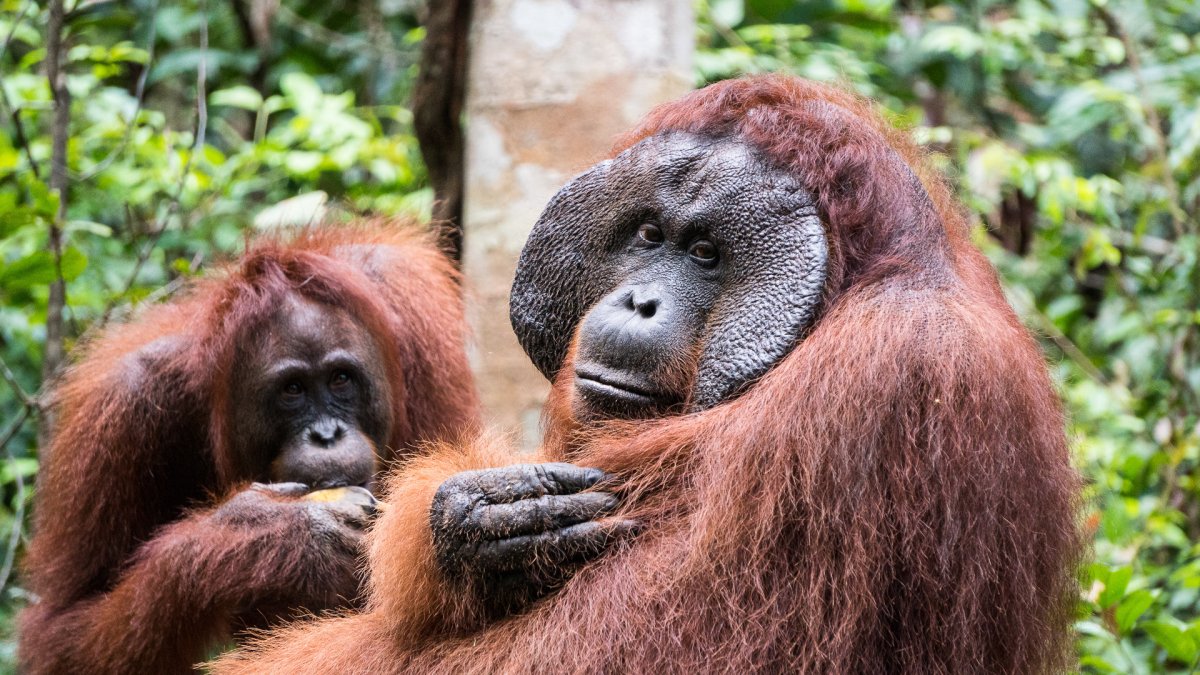 Суматранский орангутанг