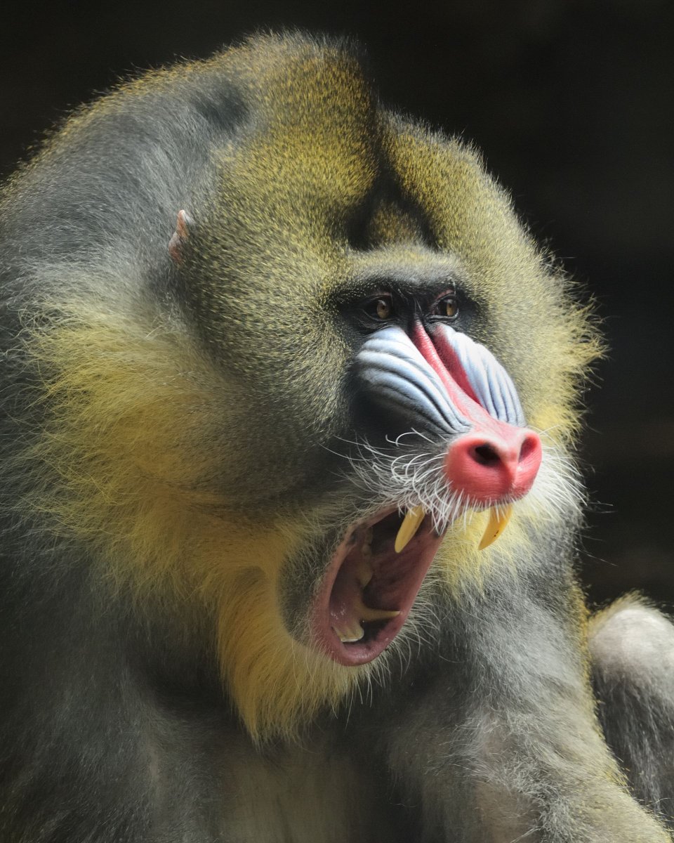 Бабуин Мандрил