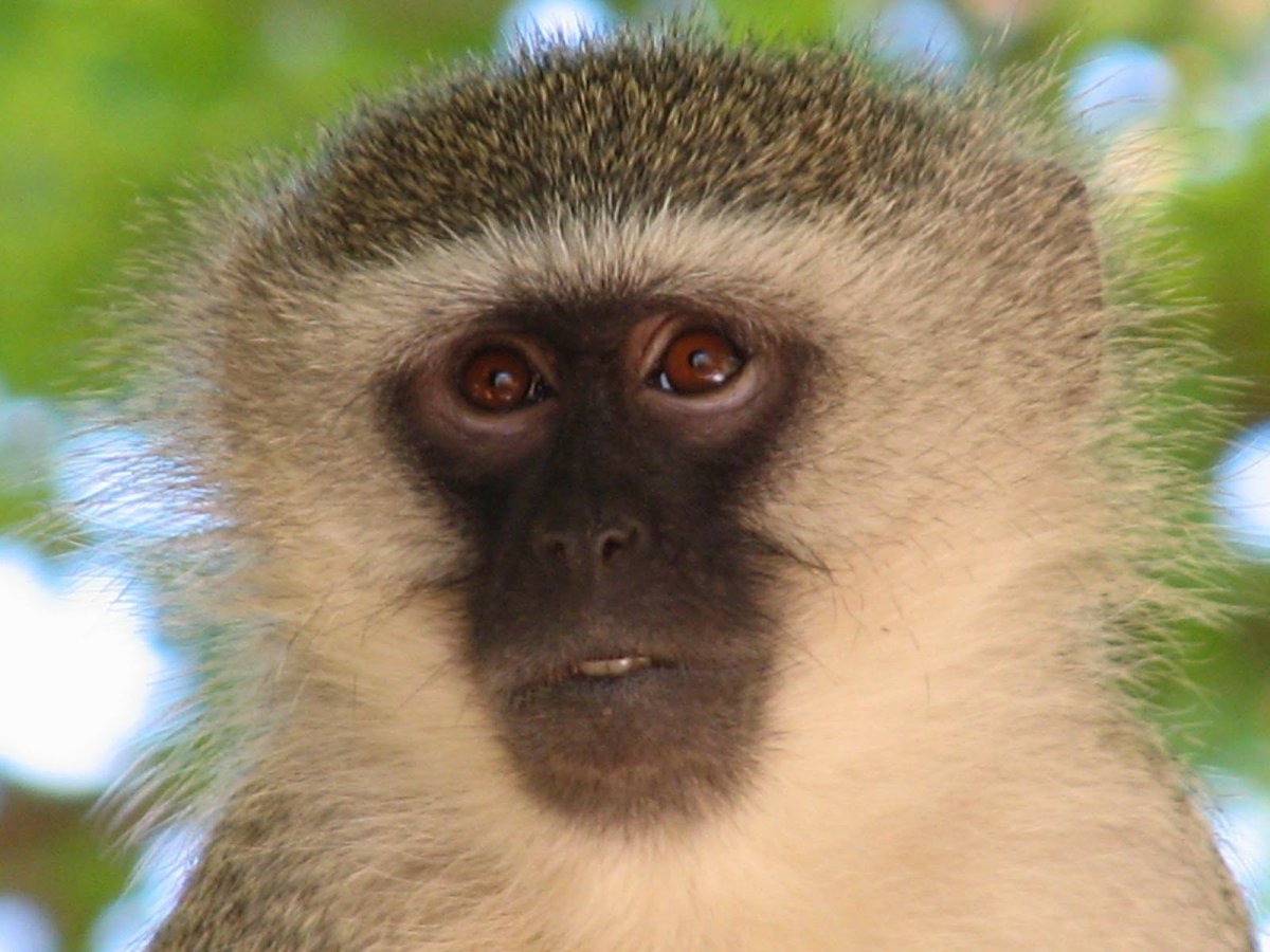 Приматы Африки