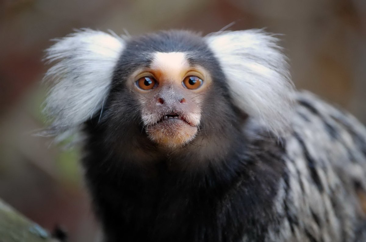 Серебристая игрунка