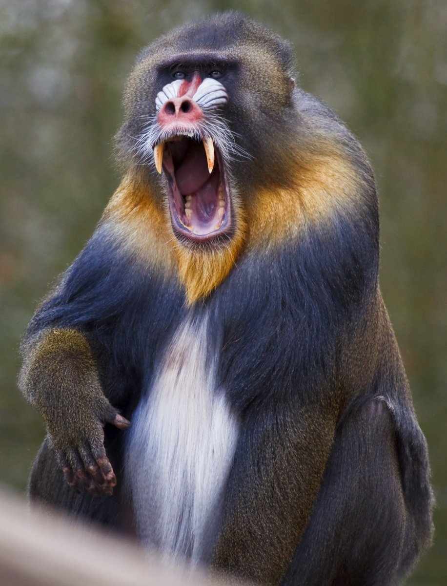 Самец мандрила