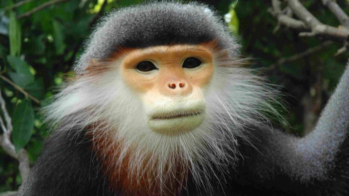 Обезьяна Вьетнама Пикатрикс