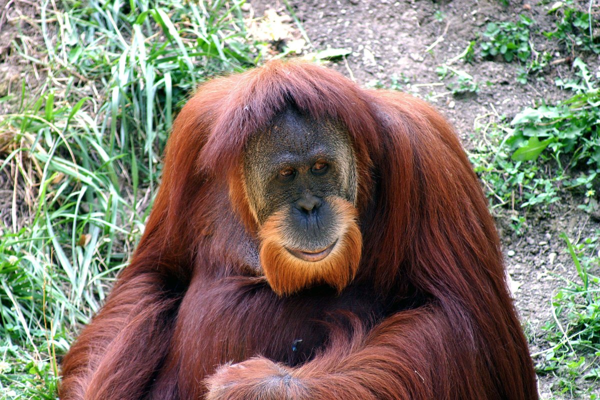 Фото обезьяны