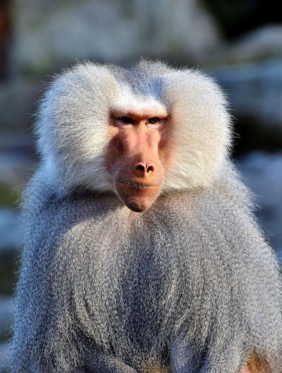 Павиан Бабуин