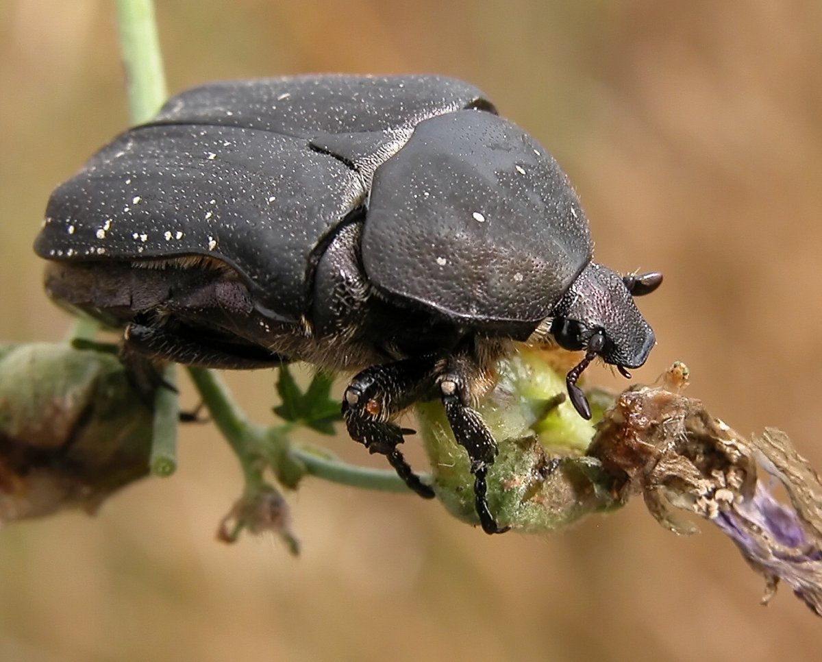 Жук вертячка фото