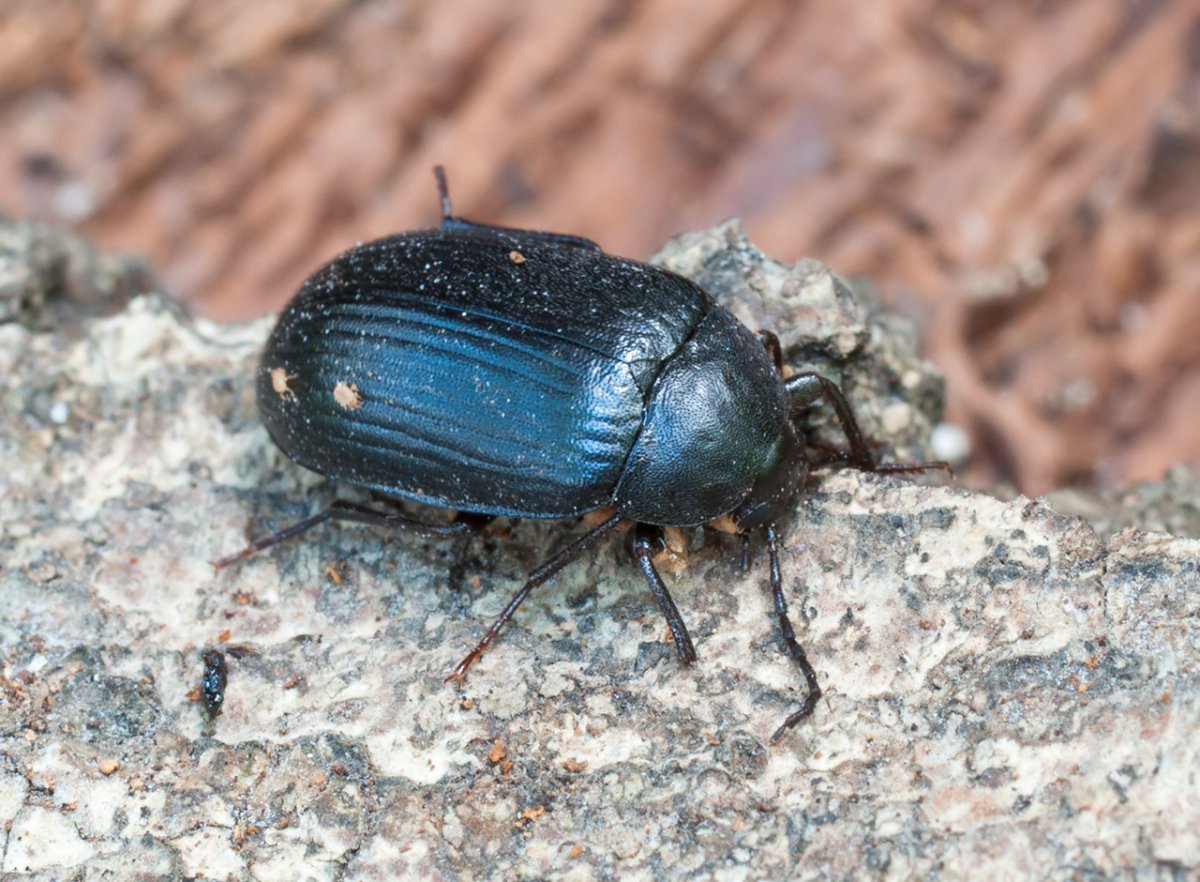 Хрущак Жук садовый