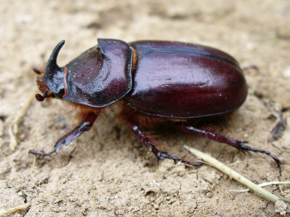 Жук носорог куколка обыкновенный