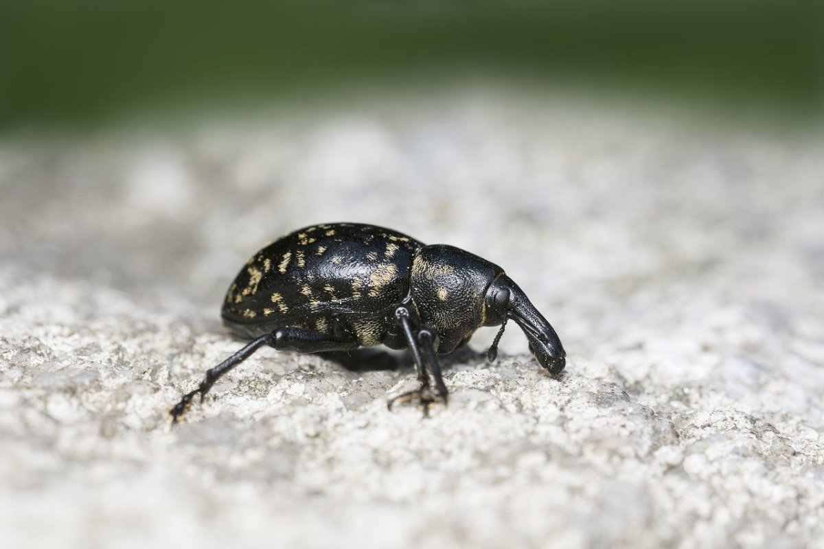 Черный Жук осоед