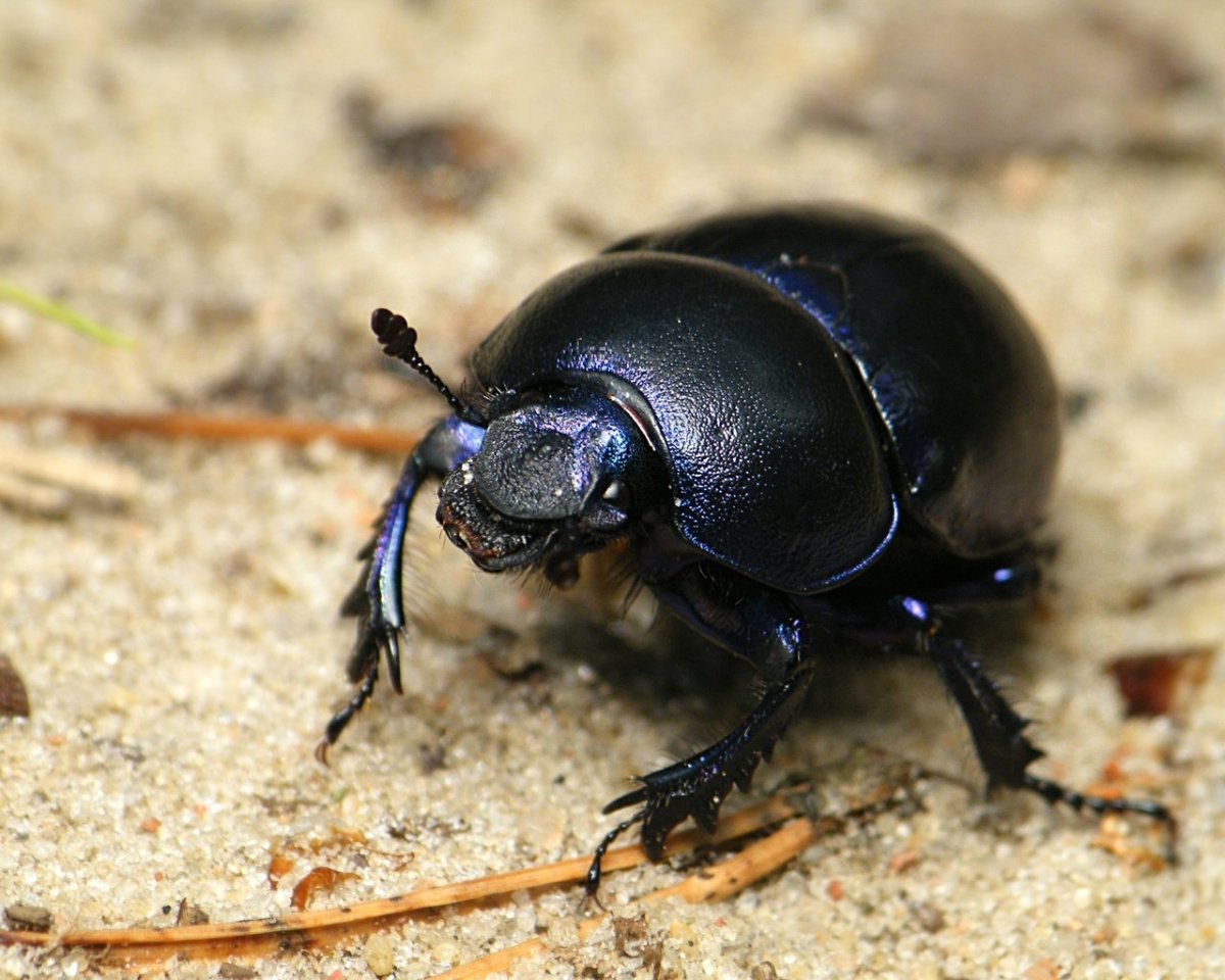 Черный Жук чернотелка