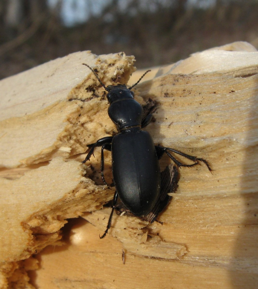 Жужелица Головастая (Broscus cephalotes l.)