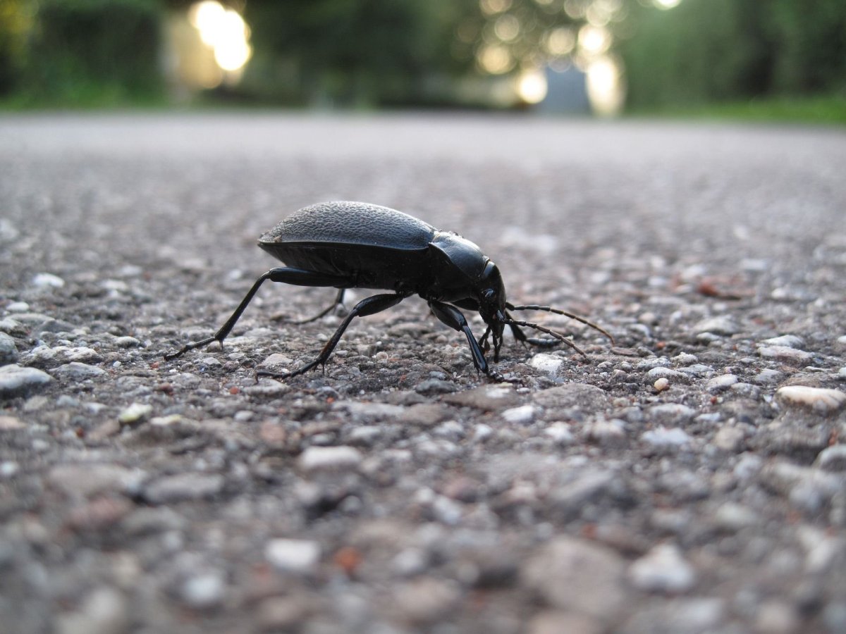 Жук ХРУЩЕВИК черный