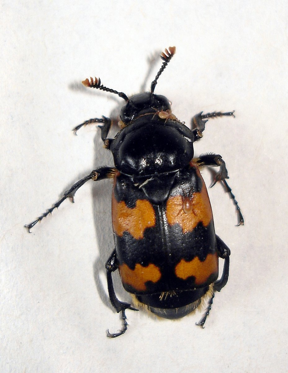 Жук мертвоед Nicrophorus