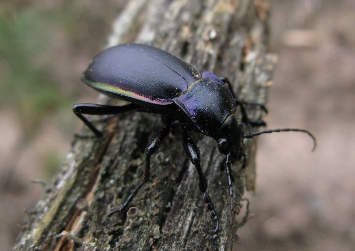 Жук Карабус жужелица Дубравная