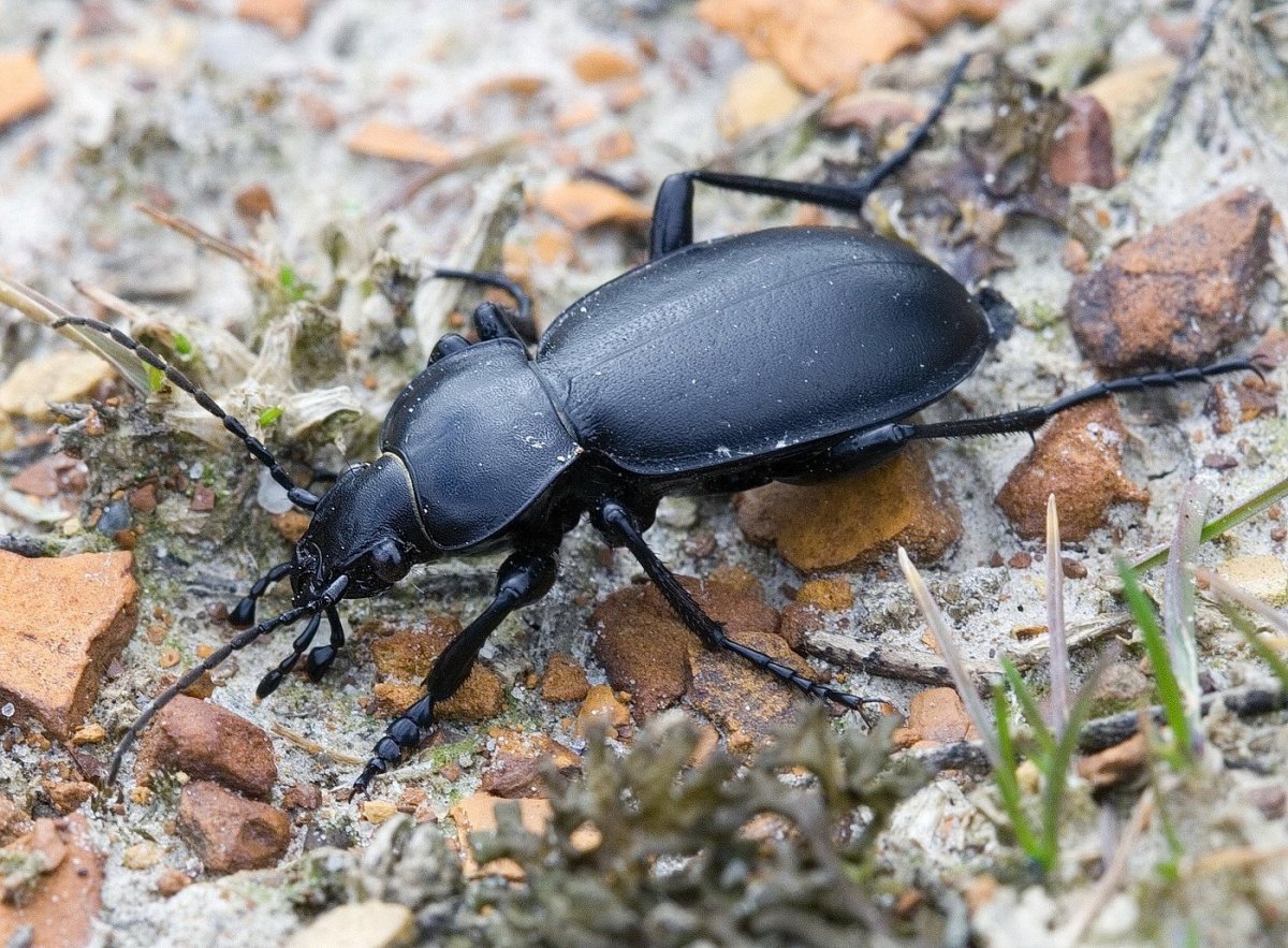 Жук жужелица венгерская