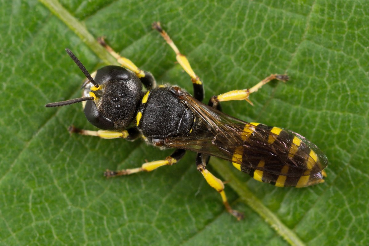 Перепончатокрылые насекомые