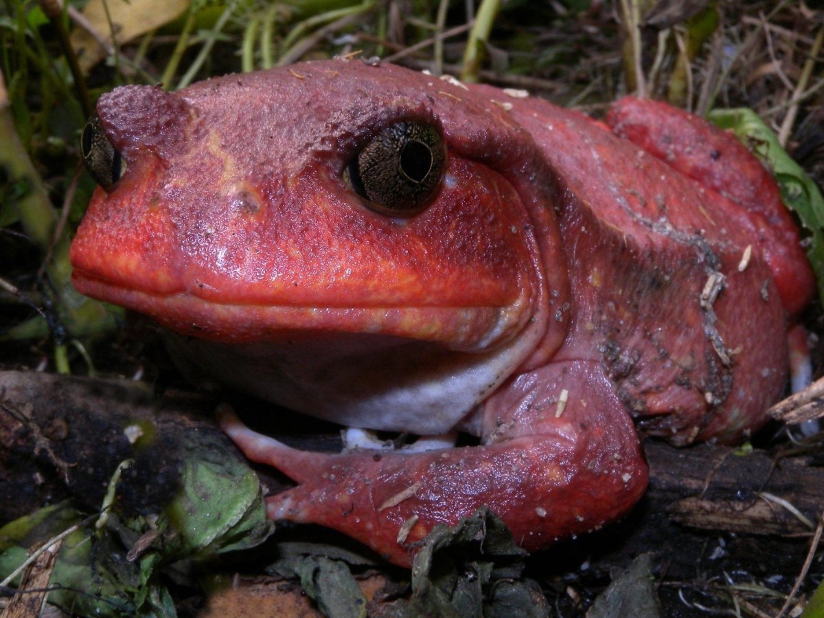 Лягушка томатный узкорот