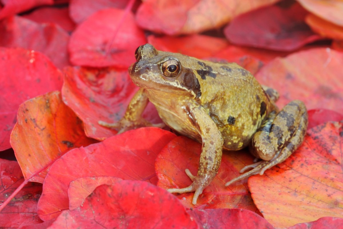 Жаба Bufo variabilis