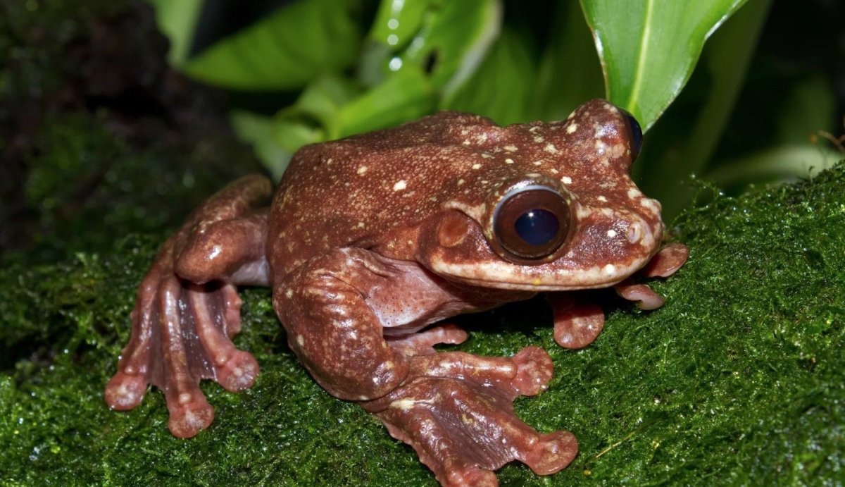 Древесная лягушка Раббса