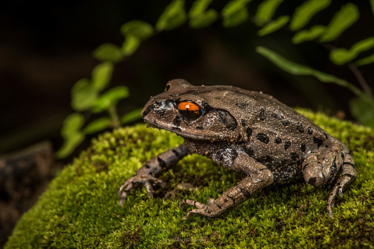 Чесночница лягушка